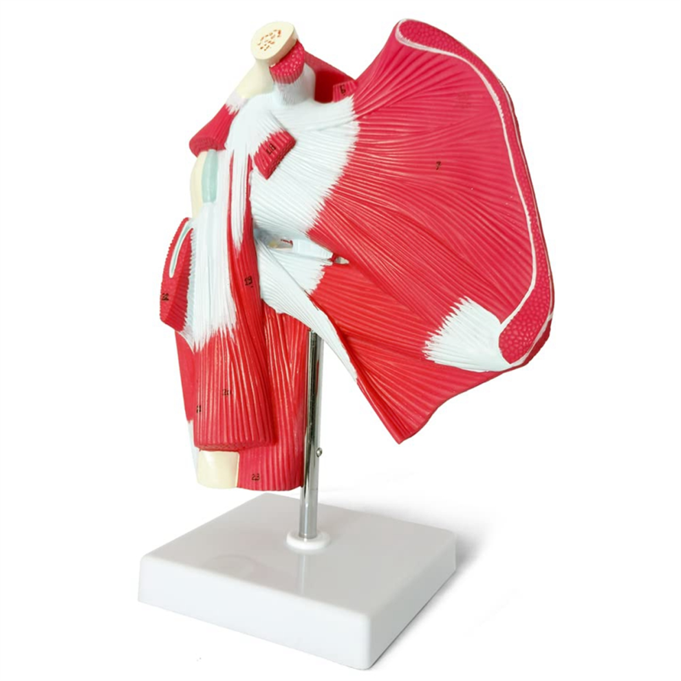 Modello Di Articolazione Della Spalla Muscolosa - Mostra La Muscolatura Completa Dalla Cuffia Dei Rotatori Ai Muscoli Sottoscapolari