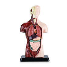 Human Body Model with 7 Removable Organ Models,Educational Anatomy for Biological Science Learning