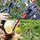 (Blade with Base)Grafting Shears Blade Pruning Cutting 3Pcs/Set U +V + Ω Type Garden Tools Additional Blade Grafting Cutting 5