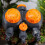 (F)Garden Mechanical 3-Way Timer with Double Control Watering Irrigation Automatic Controller for Outdoor Hose Drip Sprinklers 4