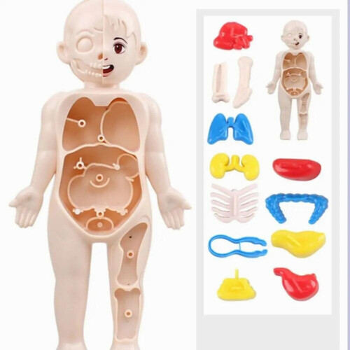Ensemble de modèles d'anatomie humaine | Torse, cœur, squelette, peau