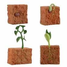 Lot de 4 plantes cultivées, jouet éducatif en PVC, modèle de cycle de croissance des plantes pour la