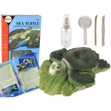 Kit de fossiles de tortue ammonite : fouilles et apprentissage pour les enfants de 6 ans et plus