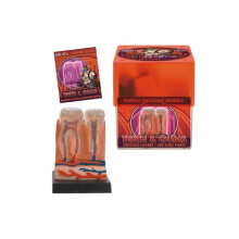 Modèle anatomique des dents et des gencives Bio Signs de Tedco Toys 32370-TEE