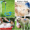 Dog Shower Sprayer Dog Bathing Tools Adjustable Handheld Brushes and Wipes 5