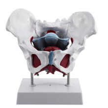 (As show, One size) Female Pelvis And Reproductive Organs Model Female Bladder Pelvic Floor Muscle Rehabilitation Anato-C10