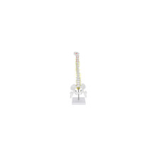 45 cm Professionelles flexibles medizinisches anatomisches Wirbelsäulenmodell