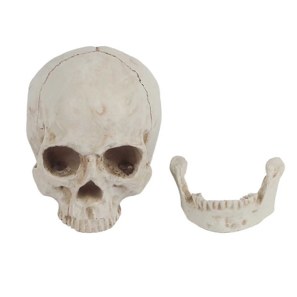 (As Show, One Size) 1Pc White Resin Human Skull Lifesize Drawing Model Replica Drawing Party Ornament 6909775634776
