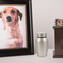 Urne funéraire pour chat (dorée) - Petite bouteille - Souvenirs pour animaux de compagnie - Acier inoxydable