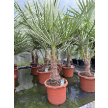 Trachycarpus Fortunei Fan Palm Tree 3.5-4ft Extra Large Plant in a 10 Litre Pot