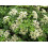Hydrangea Anomala Petiolaris Climbing Hydrangea Pack of 3 1