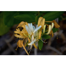 Lonicera Copper Beauty Evergreen Honeysuckle Climbing Plant 3-4ft Tall Supplied in a 3 Litre Pot