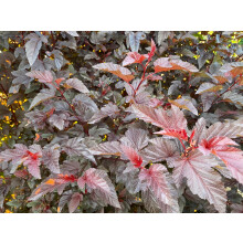 Physocarpus Lady in Red Shrub 5ft Tall Extra Large in a 7.5 Litre Pot