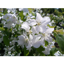 Malus John Downie Crab Apple Fruit Tree 5ft Tall Supplied in a 7.5 Litre Pot