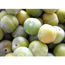 Plums Cambridge Gage Fruit Tree 5ft Tall Supplied in a 7.5 Litre Pot