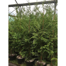 Thuja Plicata Gelderland Western Red Cedar Conifer Tree Large 4-5ft Tall Supplied in a 5 Litre Pot