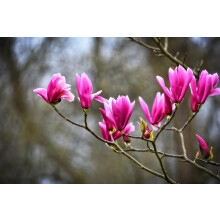 Magnolia Susan Pink Tree Plant 100cm Tall in a 3 Litre Pot