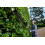 Ryobi Ryobi ONE+ 18V OPT1845 Cordless Pole Hedge Trimmer, 45cm Blade.. 7