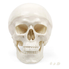 Elementary Anatomy The Budget Skull - Life Size Human Skull model - 3-Part