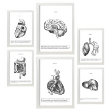 Nacnic Set of 6 posters of internal organs. Collection of plates with aesthetic collage for interior decoration. Sizes A3 and A4. With white frame.
