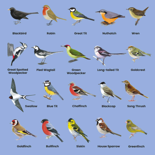 British Birds Greetings Card (150x150 Blank) 1