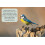 Dried MEALWORMS 1KG WORM1KG 4