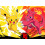 Ravensburger Puzzle - RAVENSBURGER - Bumper Pack Pokémon - 4100 Teile - Multicolor - Gelb 5