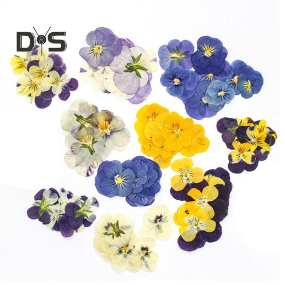 24Pcs Natural Pressed Dried Flowers DIY Art Crafts Cake Topper Decorating Cocktails Resin Jewelry Scrapbooking Bookmarks Making Colorful Pressed