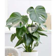 Monstera Deliciosa Swiss Cheese Plant Around 40-50cm in Height - Air Purifying Indoor Houseplant - Easy to Care for - Ideal for Bathroom, Kitchen,