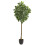 6 Artificial Aralia Variegated 1