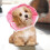 Cat Cone - Comfortable Adjustable Cat Cone Collar for Snug Fit,Lightweight Protective Pet ConesS 3