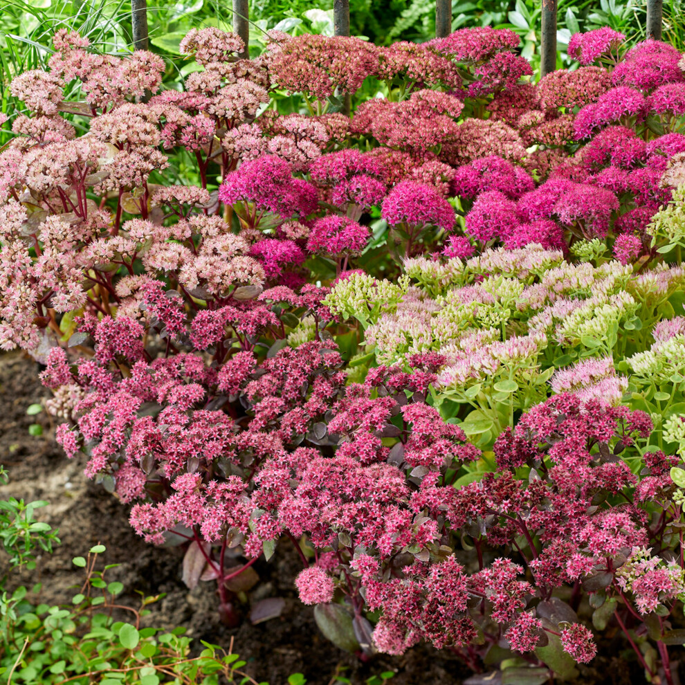 Gardeners Dream Sedum Mix Alpines Succulent Plants Outdoor Perennials Ready To Plant 6 Pack