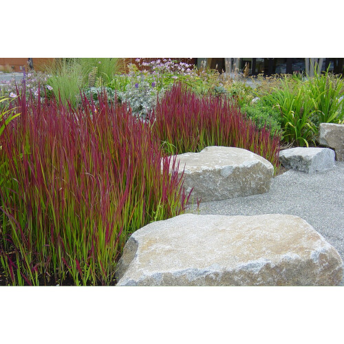 SAFLAX Anzucht Set - Blutgras - Imperata - 50 Samen 2