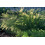 SAFLAX Anzucht Set - Kamelhaargras - Stipa - 50 Samen 3