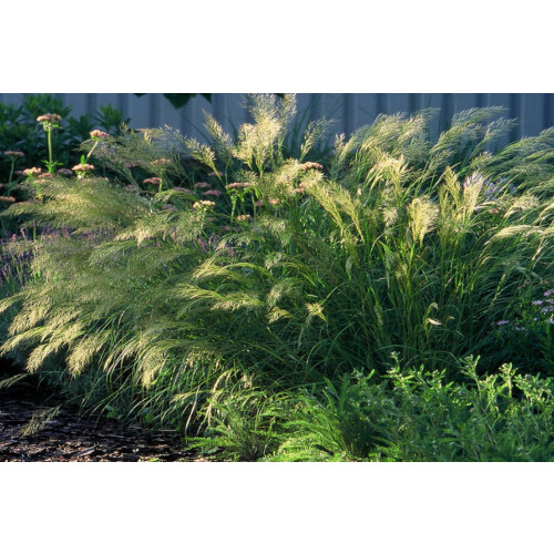 SAFLAX Anzucht Set - Kamelhaargras - Stipa - 50 Samen 2