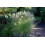 SAFLAX Anzucht Set - Chinaschilf - Miscanthus - 200 Samen 3