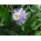 SAFLAX Anzucht Set - Passionsblume - Passiflora - 5 Samen 3