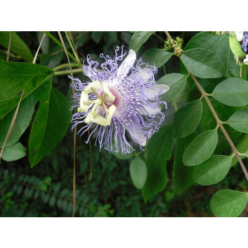 SAFLAX Anzucht Set - Passionsblume - Passiflora - 5 Samen 2