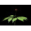 SAFLAX Anzucht Set - Ginseng - Panax - 10 Samen 6