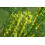 SAFLAX Anzucht Set - Steinklee - Melilotus - 250 Samen 8