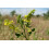 SAFLAX Anzucht Set - Steinklee - Melilotus - 250 Samen 7