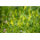 SAFLAX Anzucht Set - Steinklee - Melilotus - 250 Samen 3