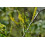 SAFLAX Anzucht Set - Steinklee - Melilotus - 250 Samen 6