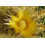 SAFLAX Anzucht Set - Schwiegermutterstuhl - Echinocactus - 40 Samen 8