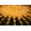 SAFLAX Anzucht Set - Schwiegermutterstuhl - Echinocactus - 40 Samen 3