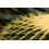 SAFLAX Anzucht Set - Schwiegermutterstuhl - Echinocactus - 40 Samen 5