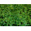 SAFLAX Anzucht Set - Stevia - Stevia - 100 Samen 6