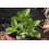 SAFLAX Anzucht Set - Stevia - Stevia - 100 Samen 3