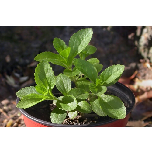 SAFLAX Anzucht Set - Stevia - Stevia - 100 Samen 2