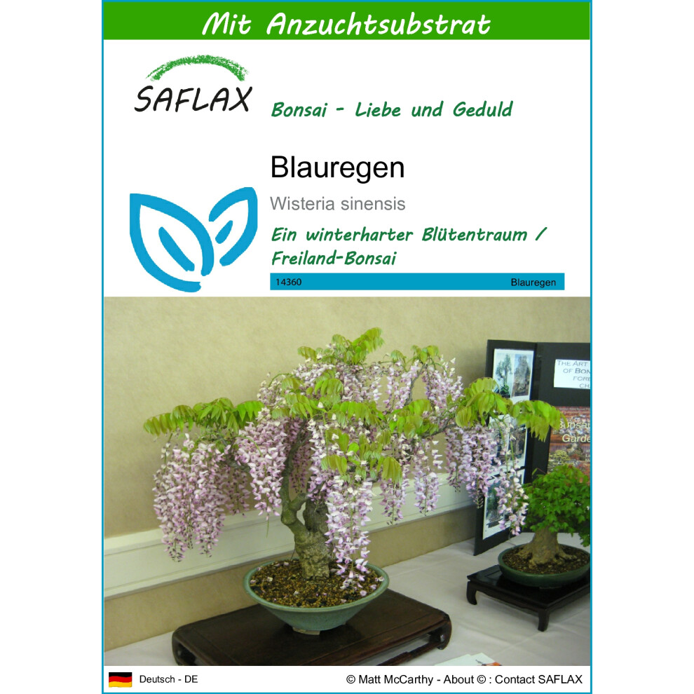 SAFLAX - Bonsai - Blue Chinese Wisteria - 4 seeds - With potting substrate for better cultivation - Wisteria sinensis